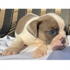 AKC English Bulldog Puppies For Sale