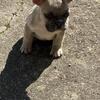 French bulldog puppy