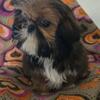Shih-tzu baby girl