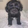 Toy poodle mix 