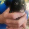Chihuahua puppies for sale