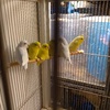 Parrots Baby parrolets,  yellow , blue ,