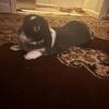Female holland lop