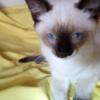 Siamese Snowshoe Female Kitten