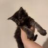 GORGEOUS DBE MAINECOOON KITTEN 740-979-9668 Tica parents r health tested