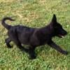 AKC German Shepherd male puppy