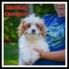 Marshal Male Cavapoo