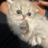 Adorable male Persian kitten available he is the blue blue golden shaded color