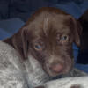 German shorthair pointer puppies