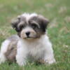 Adorable Havanese siblings