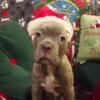 CHRISTMAS CANE CORSO PUPPIES AKC & ICCF READY TO GO