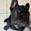 Gordo Black French Bulldog Carry Fluffy