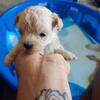 Maltese poodle puppies 