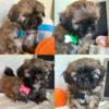 AKC Male Shih Tzus available