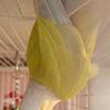 Green Cheek Conures