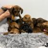 Miniature dachshund puppies