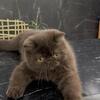 Absolutely Stunning Chocolate Exotic Shorthair kitten!