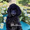 AKC male Standard Poodle