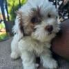 Shih-Poo puppies for sale