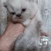 9 week old Purebred Persian Kittens