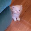 Persian male kitten for sale