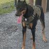 Doberman Stud Service.