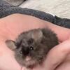 Sweet male mouse
