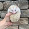 Hedgehog For Adoption