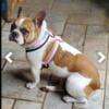 Trade, AKC female French Bulldog