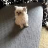 Persian kitten for sale