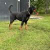 AKC IMPORT ROTTWEILER STUD