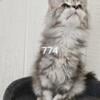 Maine Coon Polydactyl female 774