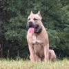 Beautiful Champion Bred, ICCF Registered Female Cane Corso's Available