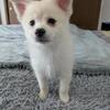Pomsky puppy