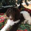 "BOOKER" ST POODLE - 4 Stud. YUP!- HE''S THAT GOOD! 513xxxx216xxxx 2326 * COLORS* Therapy