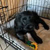 Giant Schnauzer Female!