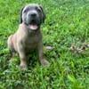 ICCF registered Cane Corso puppies