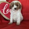 F1b Cavapoo Puppies now  ready for their new homes