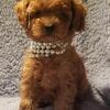 Tiny Red female poodle