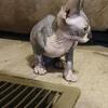2 Sphynx kittens for Sale