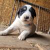 Anatolian Pyrenees Akbash LGD Pups