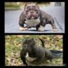 ABR Micro American Bully Puppies looking for new homes