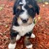 Bernedoodle Tricolor Male