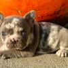 Lilac Merle French Bulldog Puppies 