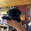 Full blooded Pug Babies available