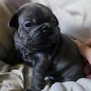 Frenchie Puppies