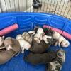 Abkc Reg American Bully pups