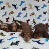 Chocolate Chocolate & cream Chocolate & cream dapple miniature long haired dachshunds