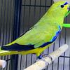 Wanted Female Elegant Grass Parakeet