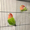 2 young peach face love birds with cage available